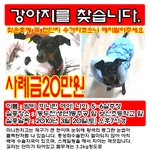 동두천에서 잃어버린 미니핀여아 <b>밤비</b>를 찾아요. 사례비20만원