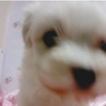 <b>울집</b> 강쥐가 이렇게 변했소! [인증샷유有]