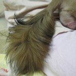 인천 동인천 신포동 시<b>츄</b> 암컷 차에치일뻔한거 데려왓어요