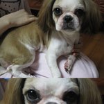 인천 동인천 신포동 시<b>츄</b>암컷 차에치일뻔한거 데려왔어요