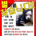 대전시 중구 <b>문화동</b>(충대병원) 말티즈 (남아 8개월) 찾아주세요