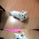 (사진有)홍대 길거리에서 아기 말티즈를 주웠어요...