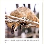 <b>에버랜드</b> 초식 사파리 이벤트
