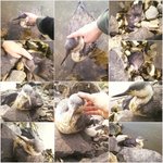 신기한 오리 ......? 녀석