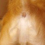 심심해서 강아지 똥꼬를봣<b>더니</b>