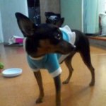 우리집 식탐 트로이카들을 소개합니다 사진 有<b>재석</b>