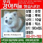 ★대구계시는분..긴급사진[有]우리뿌찌를찾습니다~★