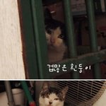 (사진有) 5개월동안 밥준 길냥이,저 이사가야되는데 어쩌죠?