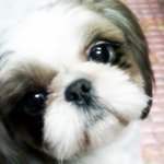 훈련소가서 하늘나라간 우리 강아지