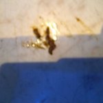 사진有 <b>pc</b>방야간알바 똥싸고 똥묻혀오신분