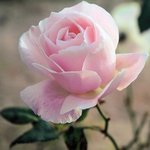 봄<b>장미</b>
