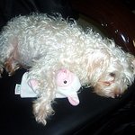 ［사진有］<b>비만</b>인 우리집 강아지 ㅠㅜ