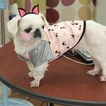 우리집 <b>복순</b>이 요즘 왜그럴까요? 조언부탁드려요^^