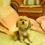 베스트 리플과 비교해 만만치 않은  울뽀<b>돌이</b>