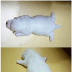 보배드림자료실펌-진짜진짜 귀염둥이 <b>강쥐</b>