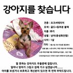 홍대입구 부근에서 잃어버린 요크셔테리어 남아를 찾습니다ㅠㅠ