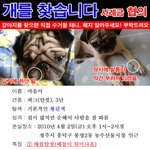 <b>청주</b>에서 퍼그를 애타게 찾고 있습니다!! 제발 도와주세요.