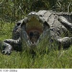 동물들 중  최고의 <b>악력</b>은?