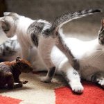 고양이와 다람쥐 특별한 <b>러브</b>러브