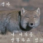 모든것을 <b>해탈</b>한 동물들