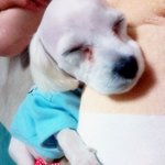 이젠 강아지<b>신발</b>도 사기치네요 도와주세요