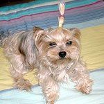 <b>2ne1</b> 산다라박 머리해봤어요......