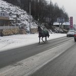 자동차 도로에서 만난 정체모를 말사건