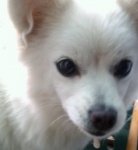 {사진有}코믹한 저희집강아지를 소개합니다!!