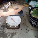 12kg짜리 <b>붕어</b> 잡았습니다.