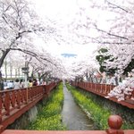 벚꽃구경그까이꺼~진해 여행기~~사진有