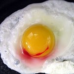 피계란을 낳은 닭 ㅠㅜ <사진有