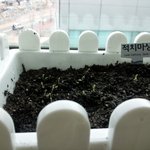 (2010/4/9) 적치마 <b>상추</b>를 심다