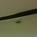 집에 이런게잇엇어여 ㅠㅠ 이게몬<b>가여</b>?ㅠㅠ