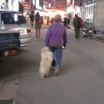 강아지,개 키우시는 분들은 보세요