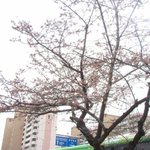 벚꽃<b>축제</b> 다녀왔어요ㅋㅋ그리고 벚꽃남??ㅋㅋ
