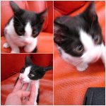 후기]쓰레기<b>봉투</b>에서 발견한 고양이 베플님께 입양!