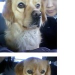 톡으로 인해 강아지 찾은 <b>해리</b> 주인입니다. ^^
