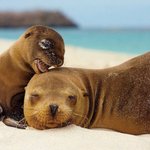 <b>동물</b>들의 아름다운 모정..