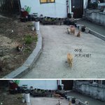 <b>도둑</b>고양이들한테 죽을 뻔 했어요. (인증 사진有)