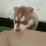 우리 달건이 (레드 <b>시베리안</b> 허스키) 랍니다^^