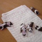 집단 <b>혼절</b>한 귀여운 강아지 모음