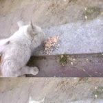 사람인 나를 배고파서 따라온 불쌍한 고양이..(사진첨부)