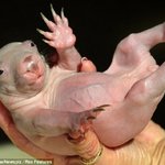 호주에서만 사는 <b>동물</b> '웜벳'