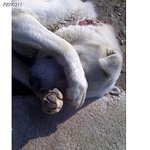 ㅇ ㅣ거보고 안웃기면 넌 개?ㅋ(개 쓰리즈 종합)