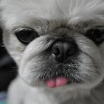 [<b>사진</b>有] 우리집 반장이 입니다 <b>똥</b>덩어리