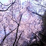 혼자 어디든 고고 (사진 有)