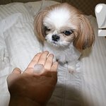 (사진有)우리집개는 좀 특이해요 (짱아의 취향)