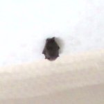 [사진有]자취방에 <b>박쥐</b>가 나타났습니다..