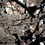(사진有) 여의도 벚꽃<b>축제</b> 갔다 왔어요!