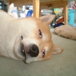 <b>울집</b> 개가 이상해요..ㅜㅜ